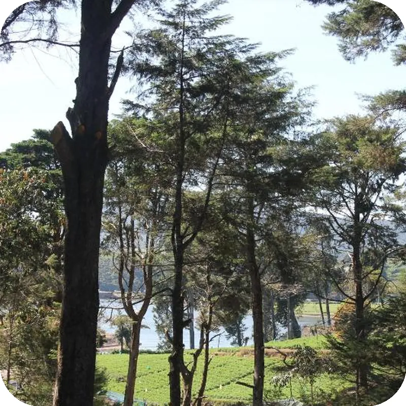 MIRAGE KINGS COTTAGE 호텔 시설 이미지